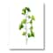 Designart - Green Field Plant Foliage - Farmhouse Canvas Wall Art Print